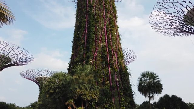 The Supertree Grove at Gardens by the Bay is a futuristic grove of man-made, tree shaped vertical gardens that mimic the function of real trees. A top Singapore sight and architectural wonder. TILT UP