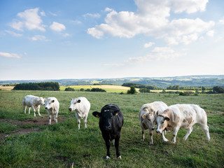 Obraz premium cows in landscape between La Roche and Houffalize in the belgian Ardennes