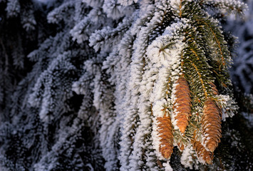Winter landscape. Branches of trees in hoarfrost