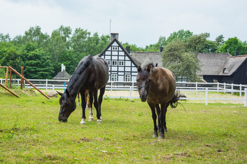 horses grazing on a green meadow