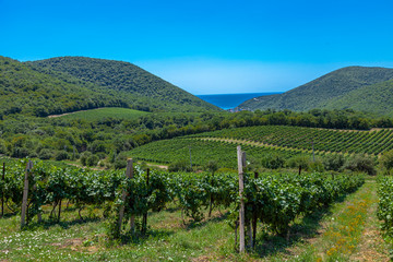 Fototapeta na wymiar View on sunny vineyard in Krasnodar Region, Russia