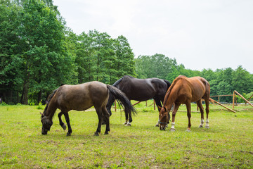 Naklejka na ściany i meble horses grazing on a green meadow