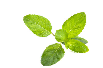 fresh mint leaves isolated on white background