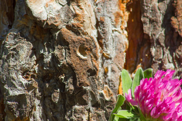 clover flower on pine bark