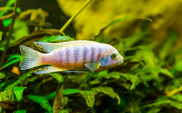 closeup of a lake malawi cichlid, colorful tropical fish, popular aquarium pet from Africa