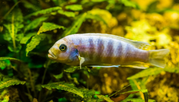 colorful lake malawi cichlid in closeup, tropical and popular aquarium pet from Africa