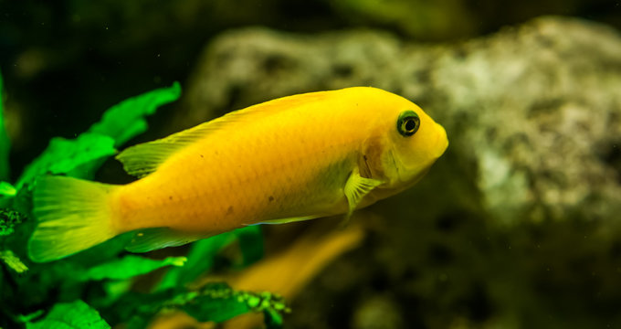 closeup of a yellow lake malawi cichlid, popular tropical fish specie from Africa