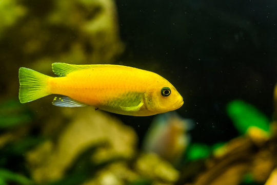 yellow lake malawi cichlid in closeup, popular aqarium pet in aquaculture, tropical fish specie from Africa