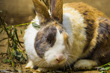 tri colored dutch rabbit with its face in closeup, popular bunny breed from the netherlands © Charlotte B
