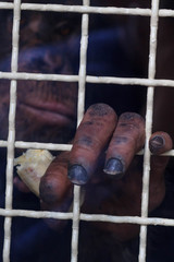 chimpanzee in the cage .