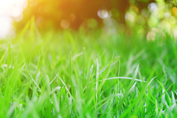 The morning sun shines on the green lawn in front of the house, Natural background, Blur background, green grass and sun.