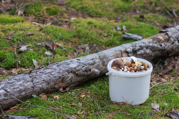 basket full of fresh forest mashrooms