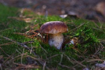 mashroom in forest