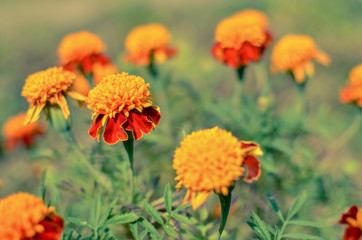 Close up of beautiful Marigold flower Tagetes erecta, Mexican, Aztec or African marigold in the garden. Macro of marigold in flower bed sunny day
