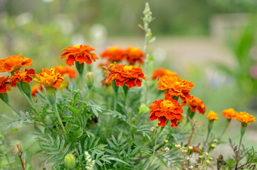 Close up of beautiful Marigold flower Tagetes erecta, Mexican, Aztec or African marigold in the garden. Macro of marigold in flower bed sunny day