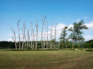 dead trees in valley between hotton and la roche in belgium