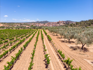 Fototapeta na wymiar Vineyards and fruit plants near Pinell de Brai, Catalonia, Spain. Drone aerial photo