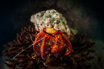 A hermit crab shot wide angle