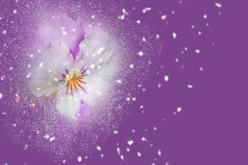 Stiefmütterchen mit lila Hintergrund