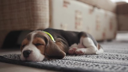 lovely pet at home. Low angle view of a lovely beagle hound sleeping on the carpet resting in the living room at home. Englidh purebreed beagle dog portrait. Close-up.