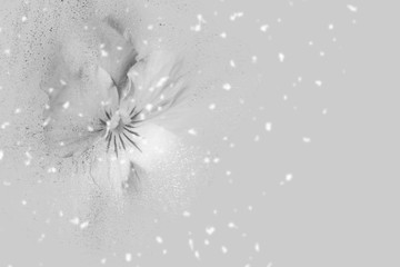 Stiefmütterchen weiss mit hellgrauem Hintergrund