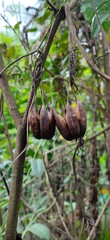 tropical fruit on tree