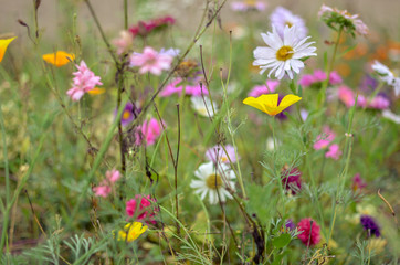Field of cosmos flower, meadow with aster, camomile, esholtzia