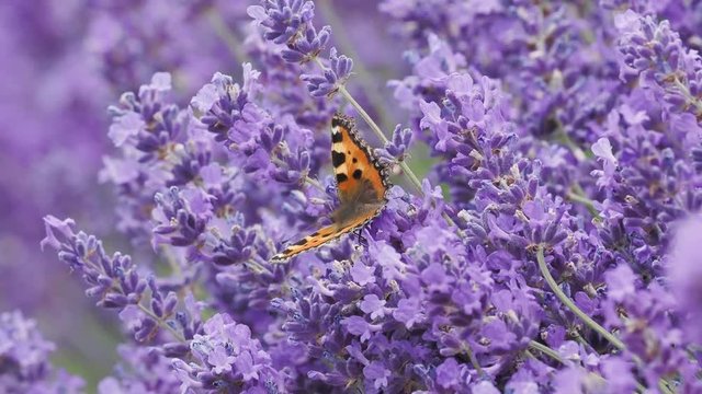 Small tortoiseshell butterfly (Aglais urticae) on lavender