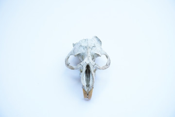 crâne animal