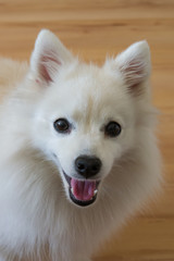 Japanese white, Asian Spitz cute pet dog closeup 