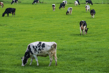 Grasende Kühe auf einer Viehweide in Südholland