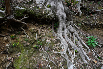Forest in Japan