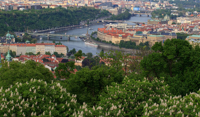 Fototapeta na wymiar Prague in natural frame made from leaves - Czech Republic