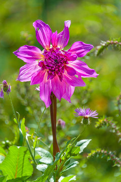 Wild flowering plant standing in the sun. Beautiful purple flowers with thin creased petals and shape like sun flower. 