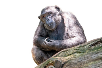Ghimpanzee isolated on white