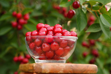 Fototapeta na wymiar Cherries in a bowl in a fruit orchard