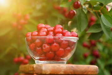 Cherries in a bowl in a fruit orchard