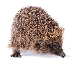 Cute spiky hedgehog isolated on white background. Wild small insectivore mammal with spiny hairs