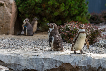 Naklejka premium Pinguin