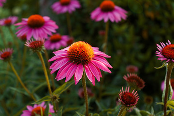 Fototapeta premium Echinacea