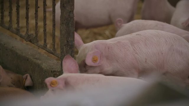 pigs, piglets on livestock farm