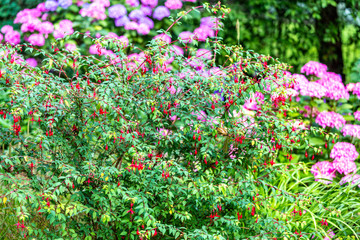Blumenbeet