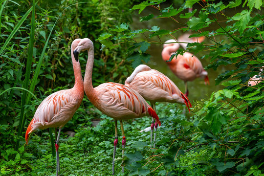 Flamingos