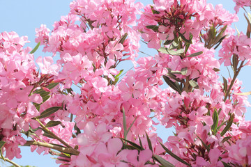 Pink flowers of the oleander tree and blue sky.