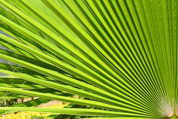 Obraz premium Palm leaf close up.