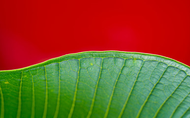 Green leaves on a red background
