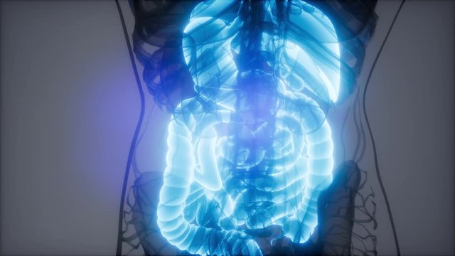 3d illustration of human digestive system parts and functions