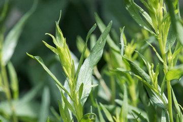 plante aromatique estragon