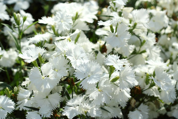 White flowers of Turkish clove close-up, selective focus.