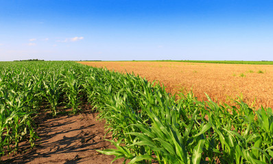 Fototapeta premium Green field with young corn